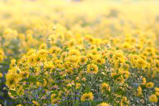 Yellow chrysanthemum flowers, chrysanthemum in the garden. Blurry flower for background, colorful plants photo