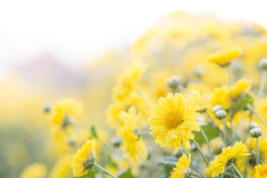 Yellow chrysanthemum flowers, chrysanthemum in the garden. Blurry flower for background, colorful plants photo