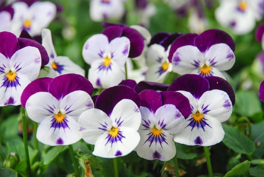 Heartsease Viola or Violet. Viola is a genus of flowering plants in the violet family Violaceae. photo