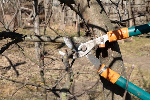 spring pruning trees with garden shears photo