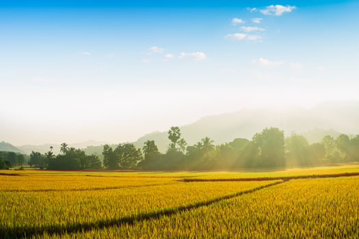 Beautiful morning fog in the rice field background. photo