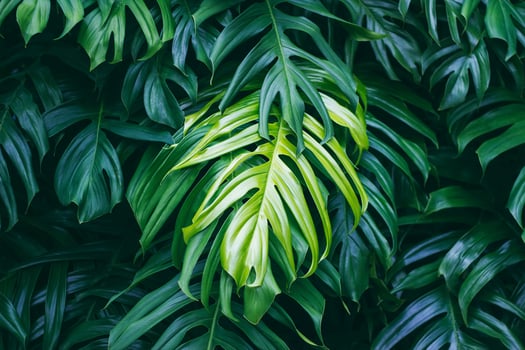 Tropical green leaves on dark background, nature summer forest plant concept photo