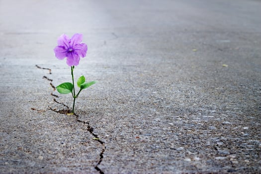 Purple flower growing on crack street, soft focus, blank text photo