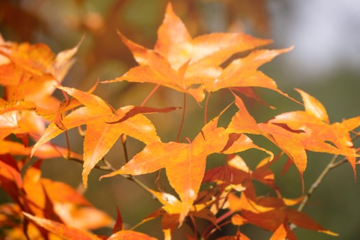 Beautiful maple leaves in autumn sunny day in foreground and blurry background in Kyushu, Japan. No people, close up, copy space, macro shot. photo