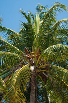 Coconut trees on coconut tree with sky in the background photo