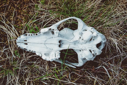 photo of animal skull on the grass