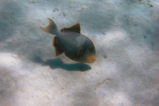 yellowmargin triggerfish seabed photo