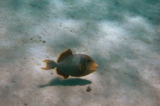 yellowmargin triggerfish floats photo