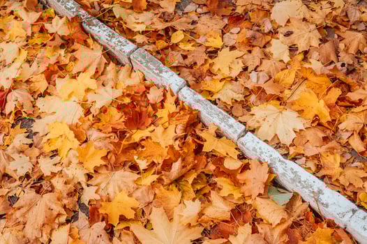 colorful autumn leaves photo