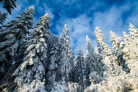 blue sky and snow-covered trees photo