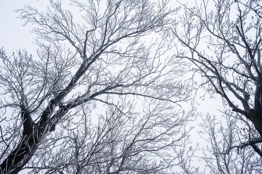 Branches of trees photo
