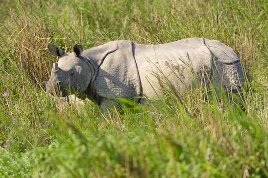 Indian Rhino in the Grasslands photo