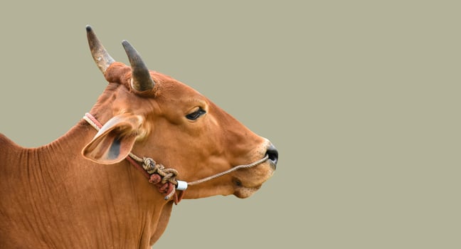 isolated asian male cow head and body, clipping paths. photo