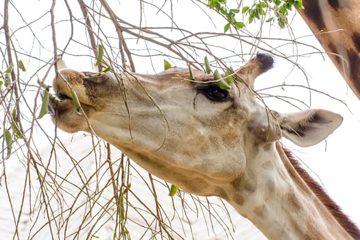 A giraffe closeup take in a zoo photo