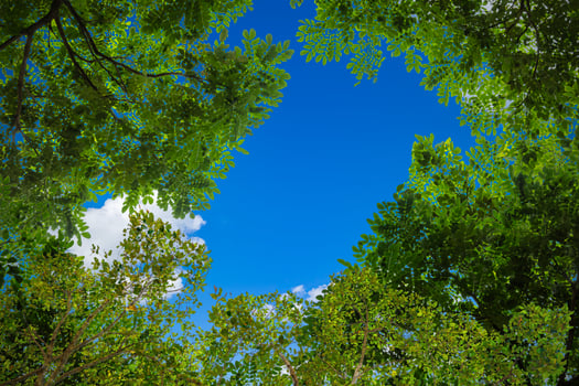 Frame of green tree branches against the blue sky natural background. photo