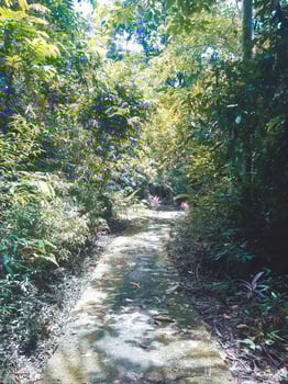 Cave in the middle of the forest photo