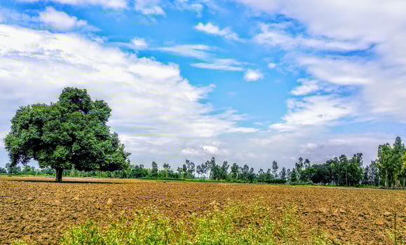 Blue sky and cloud with meadow tree. Plain landscape background for summer poster photo
