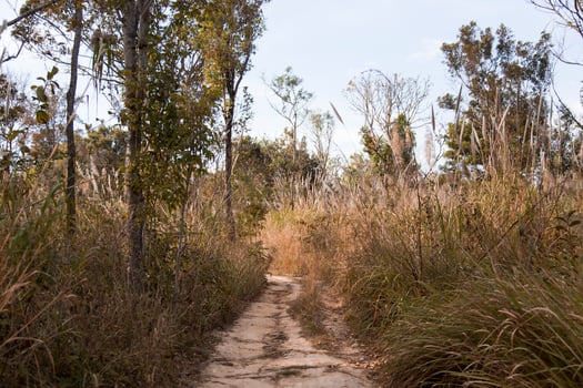 off road way to jungle photo