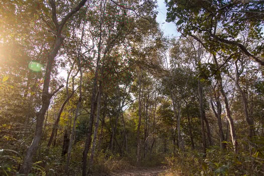 walk way in forest autumn season photo