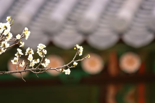 Spring flower plum,A blooming plum flower photo