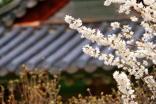 Spring flower plum,A blooming plum flower photo