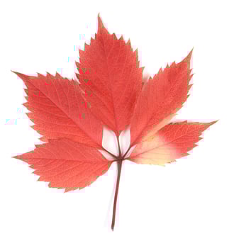 autumn color leaves photo