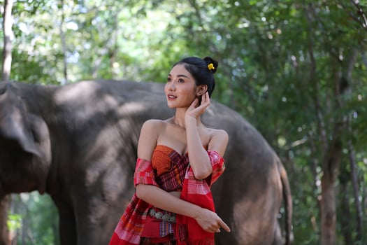 Elephant with beautiful girl in asian countryside, Thailand - Thai elephant and pretty woman with traditional dress in Surin region photo