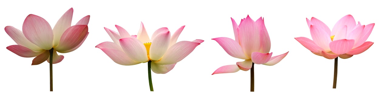 Collection Lotus isolate on white background photo