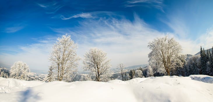 Winter tree in a field with blue sky photo