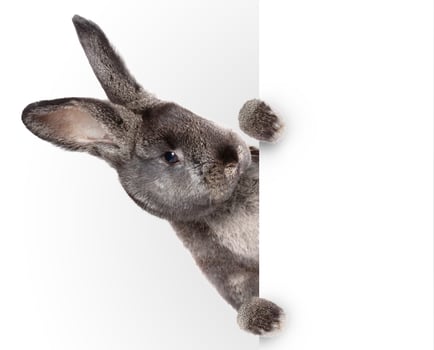 Funny Easter bunny. Happy Easter holiday concept. photo