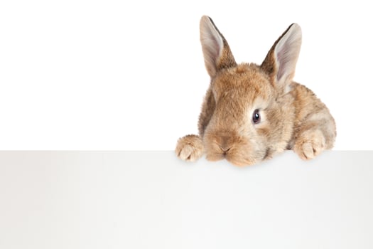 Funny Easter bunny. Happy Easter holiday concept. photo