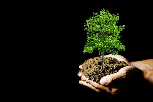 tree planting ideas to protect the environment. plant in hand ready to plant photo