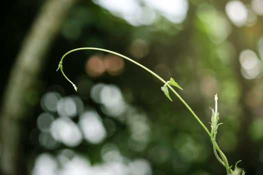 Beautiful green natural background, closeup of fresh green leaves under sunlight in early morning. Green leaf plant in sunshine, spring day morning wallpaper photo