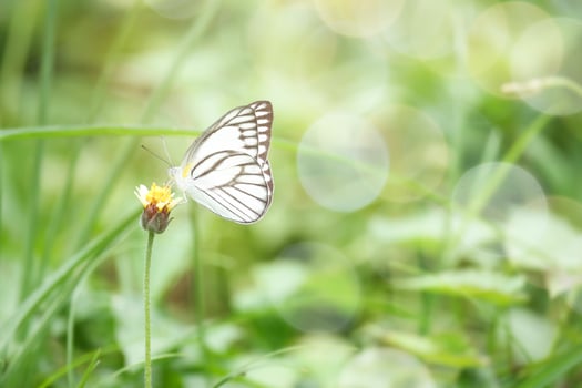 Butterfly on wildflower in summer field, beautiful insect on green nature blurred background, wildlife in spring garden, Ecology natural landscape photo