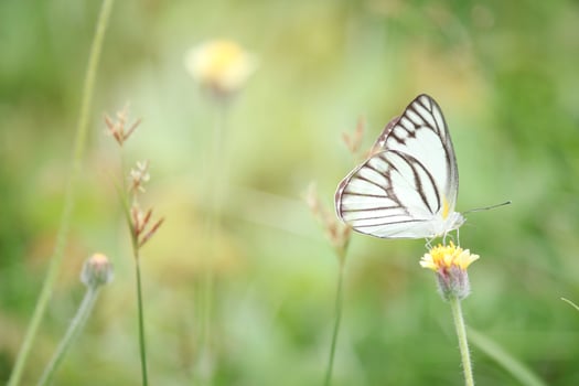 Butterfly on wildflower in summer field, beautiful insect on green nature blurred background, wildlife in spring garden, Ecology natural landscape photo