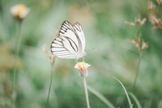 Butterfly on wildflower in summer field, beautiful insect on green nature blurred background, wildlife in spring garden, Ecology natural landscape photo