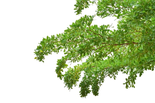 Green leaves on branch isolated on white background. with clipping path. photo