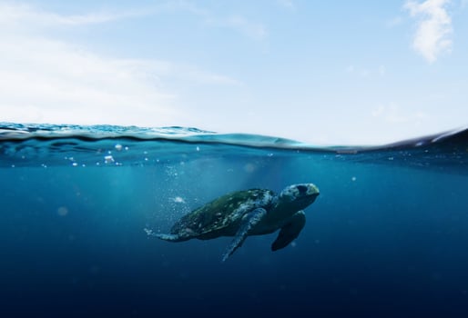 sea turtle swimming in blue seas and sky photo
