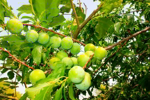 Prunus salicina, Prunus triflora, or Prunus thibetica commonly called the Japanese plum or Chinese plum is a small deciduous tree native to China. Green Prunus salicina on a tree. photo