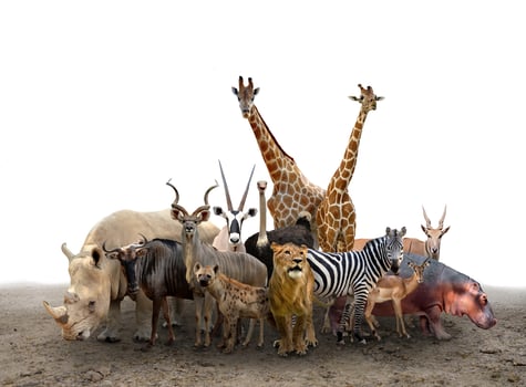 group of africa animals photo