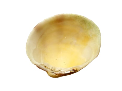 Exotic sea shells on a white background photo