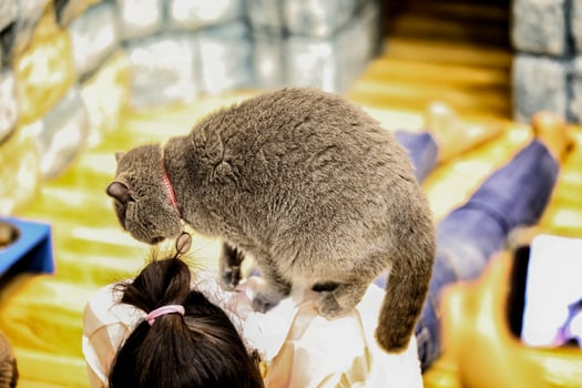 A beautiful domestic cat is resting in a light warm room, a gray Shorthair cat with green eyes looking at the camera photo