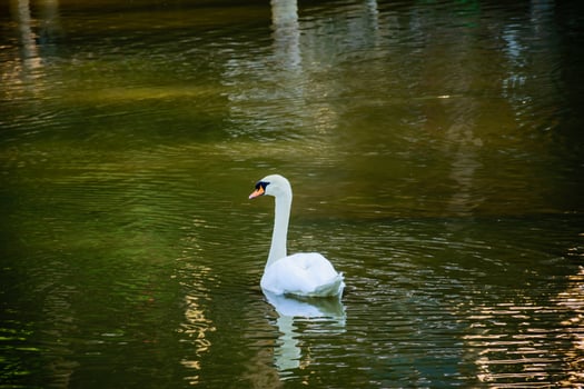 The swan is dressing himself in the middle of the lake. photo