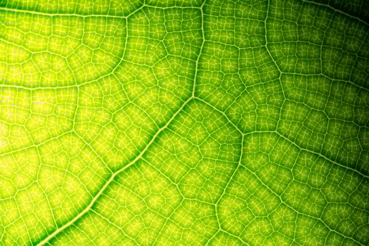 Leaves of time exposed to light photo