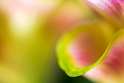 Pattern of the flower petals of Siam Tulip photo