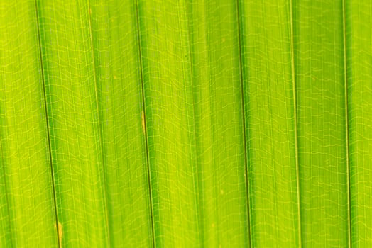 The pattern on the leaves of palm leaves photo
