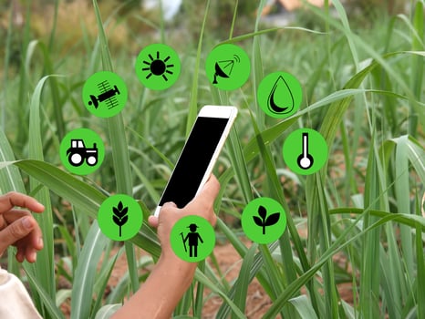 Sugarcane plantation modern agriculture concept, smart farm concept photo