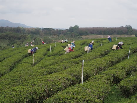workers collecting green tea photo