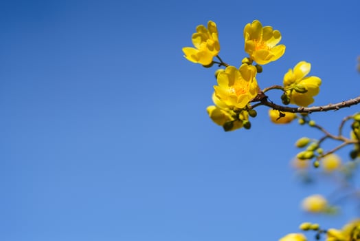 Closeup of nature yellow flower on blue sky background under sunlight with bokeh and copy space using as background natural plants landscape, ecology wallpaper page concept. photo