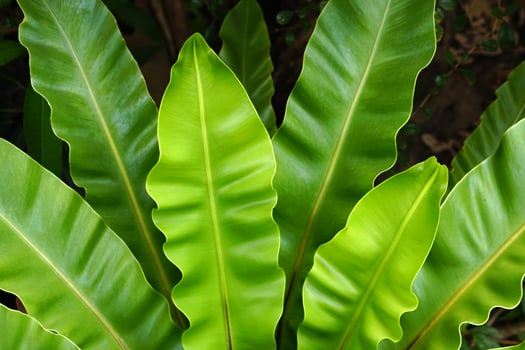 tropical leaves, abstract green leaves texture, nature background photo